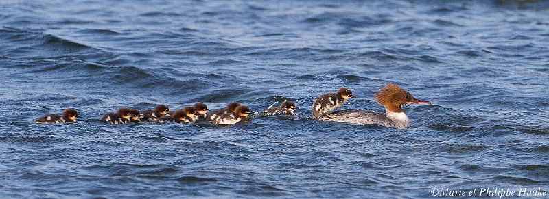 Harle bievre 7538_wm.jpg - Harle bièvre femelle, Mergus merganser, Common Merganser   et sa petite famille, de 11 poussins :-))) (Öland, Suède, juin 2011)